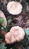 Cortinarius distans image