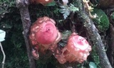 Calostoma cinnabarinum image