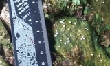 Dibaeis absoluta image