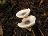 Lepiota atrodisca image