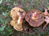 Baorangia bicolor image
