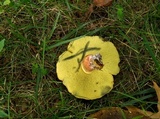 Baorangia bicolor image