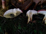 Baorangia bicolor image