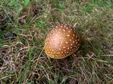 Amanita flavorubens image
