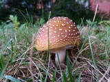 Amanita flavorubens image