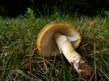 Amanita flavorubens image
