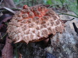 Boletellus ananas image