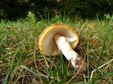 Amanita flavorubens image
