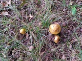 Amanita flavorubens image