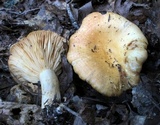 Lactarius psammicola image