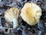 Lactarius psammicola image