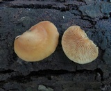 Crepidotus croceotinctus image