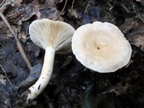Lactarius fumosus image