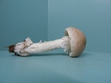 Amanita spreta image