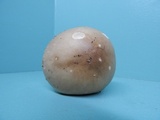Amanita spreta image