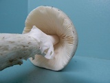 Amanita spreta image