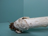 Amanita spreta image
