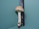 Amanita spreta image