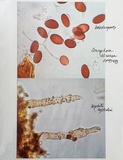 Coniophora olivacea image