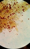 Coniophora olivacea image