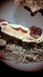 Aleurodiscus oakesii image