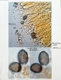 Aleurodiscus oakesii image