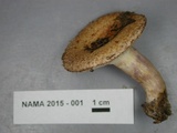 Lactarius speciosus image