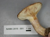 Lactarius speciosus image