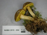 Aureoboletus innixus image