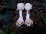 Amanita daucipes image