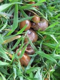 Psilocybe inquilina image