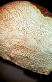 Heterochaete tenuicula image