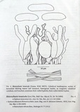 Heterochaete tenuicula image
