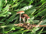 Psilocybe inquilina image