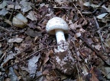 Amanita whetstoneae image