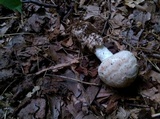 Amanita whetstoneae image
