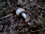 Amanita whetstoneae image