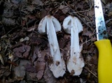 Amanita whetstoneae image