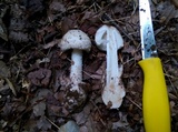 Amanita whetstoneae image