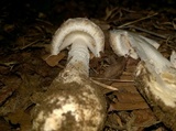 Amanita whetstoneae image
