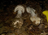 Amanita whetstoneae image