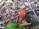 Xanthoconium purpureum image