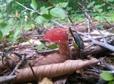 Xanthoconium purpureum image