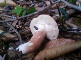 Xanthoconium purpureum image