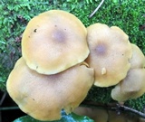 Tricholomopsis decora image