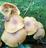 Tricholomopsis decora image