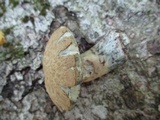 Gyroporus cyanescens image