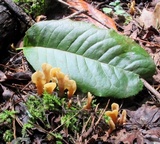Spathulariopsis velutipes image
