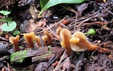 Spathulariopsis velutipes image