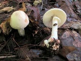 Amanita brunnescens image